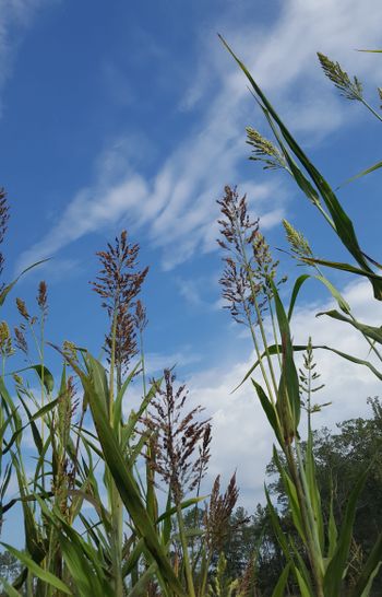 Sorghum in field with sky in background