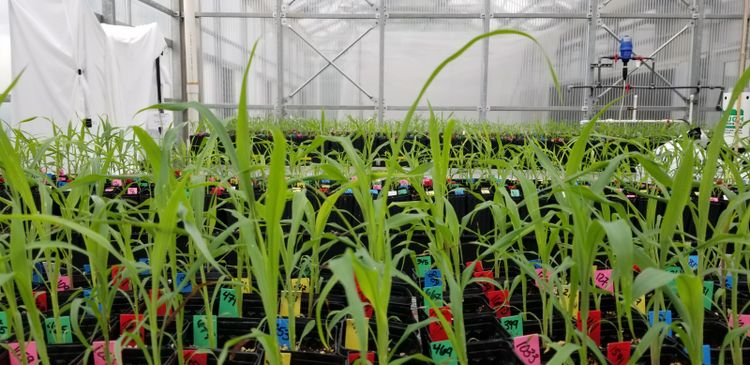 Sorghum plants growing in the Evansdale greenhouse