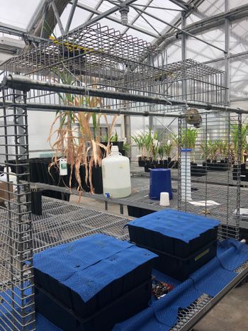 imaging setup in the greenhouse