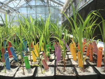 sorghum plants growing in sand in greenhouse